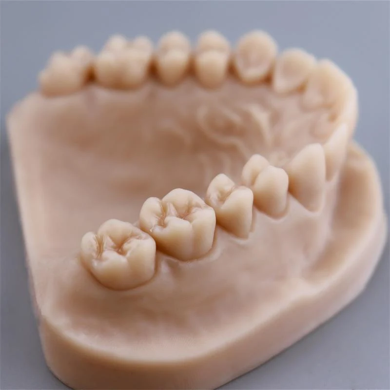 Dental Model For Dlp 3d Printing